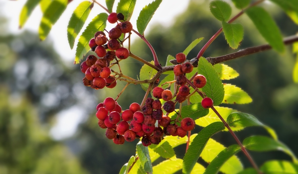 Красные ягоды рябины на ветке крупным планом