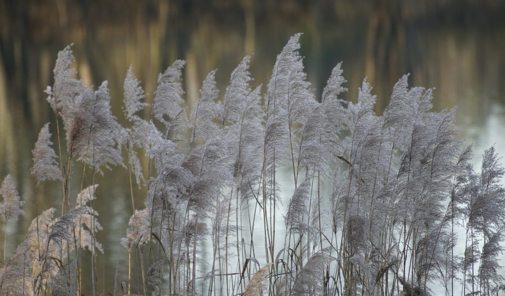 Колосья тростника у воды