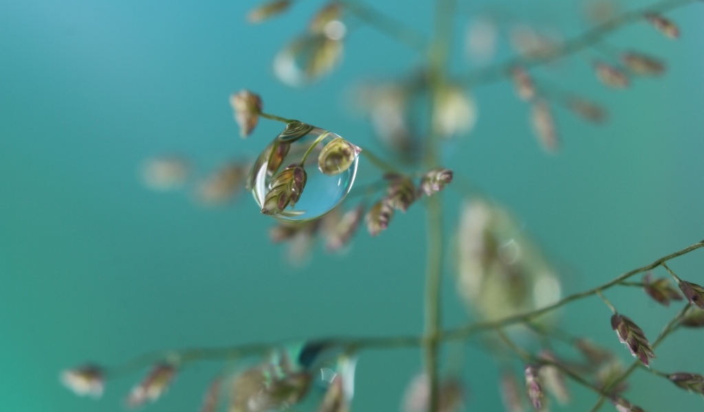 Прозрачная капля на колоске 