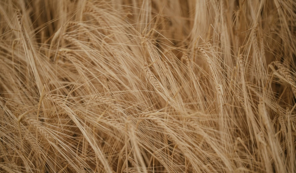 Желтая сухая пшеница крупным планом на поле