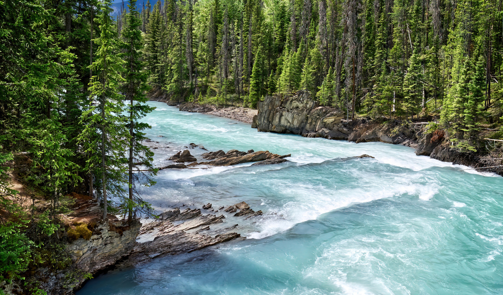 Быстрая голубая горная река с елями на берегу