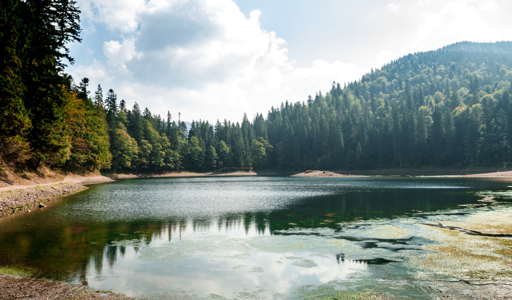 Лесное озеро покрывается тиной на берегу