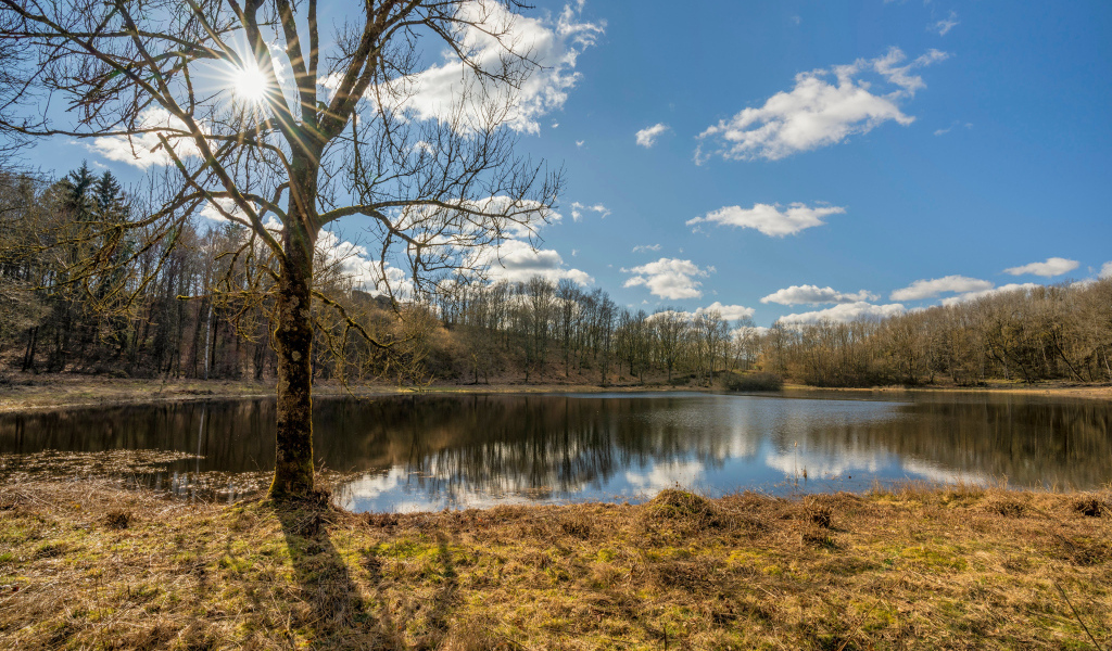 Озеро и деревья в парке в лучах солнца