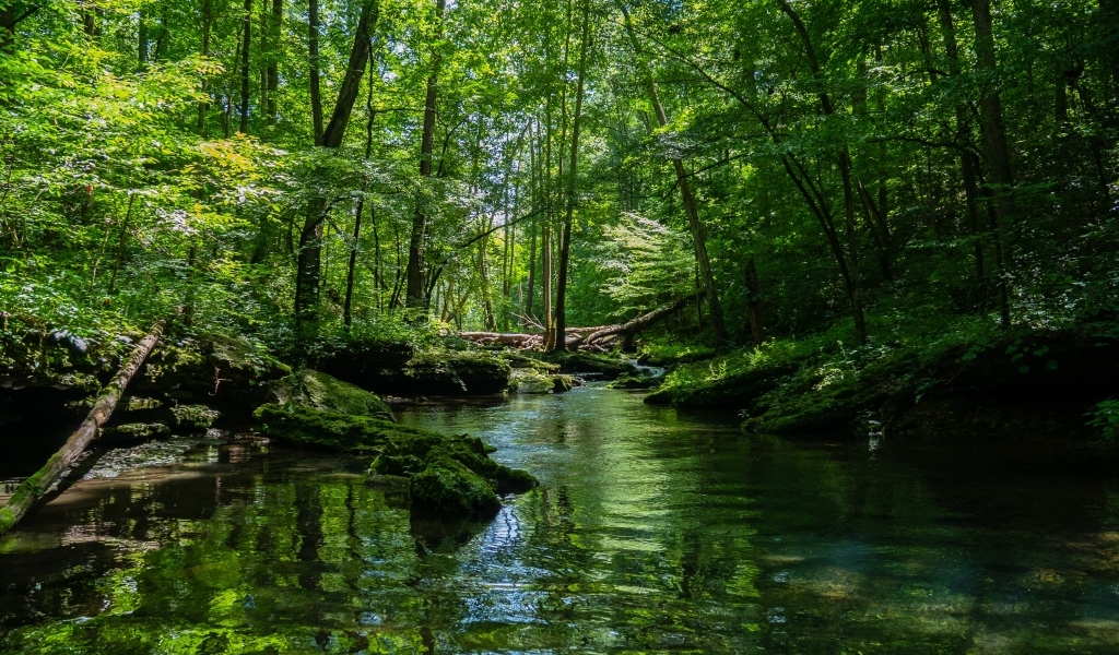 Река в густом зеленом лесу