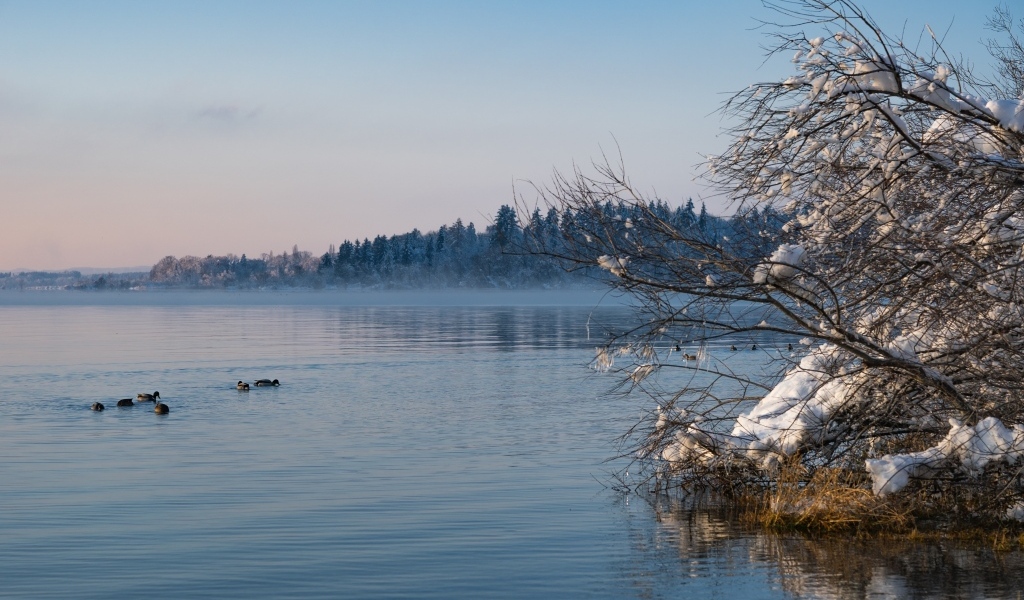 Заснеженные ветки дерева у озера