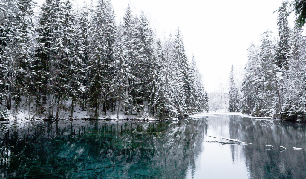 Высокие заснеженные ели  у реки зимой