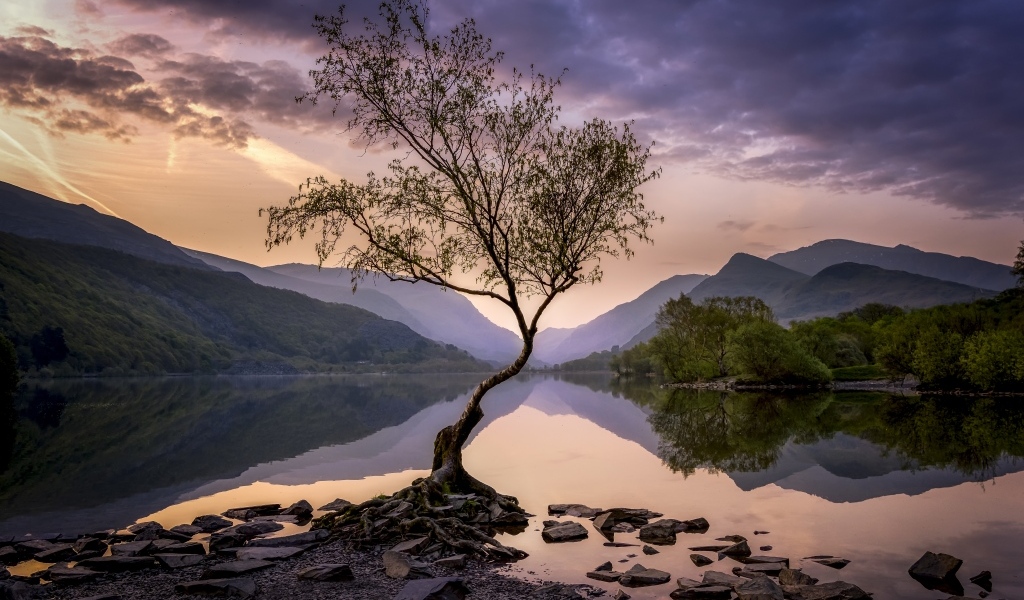 Одинокое дерево на берегу озера