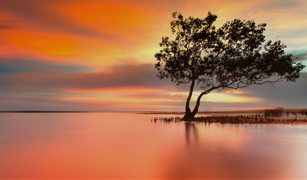 Одинокое дерево в озере на закате солнца