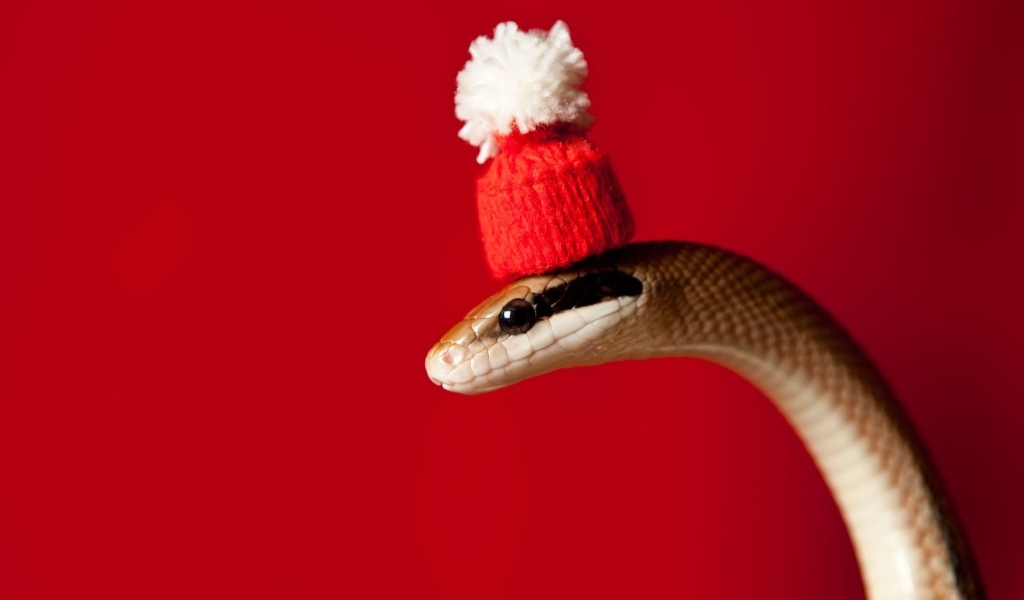 Змея в новогодней шапке на красном фоне