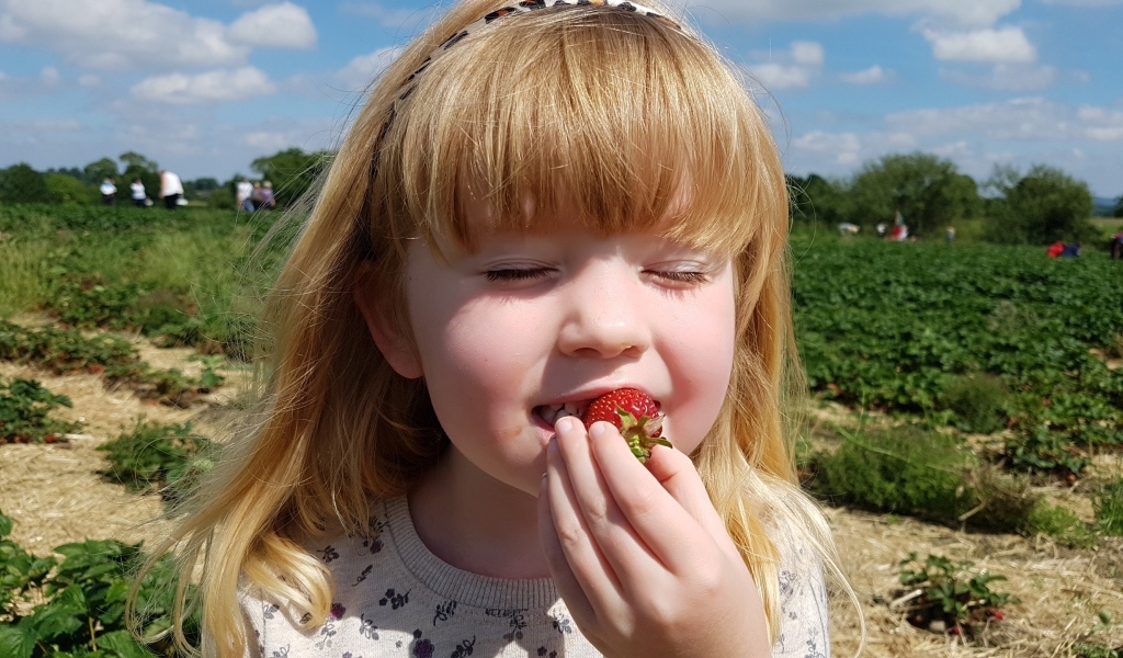 Маленькая девочка с закрытыми глазами пробует клубнику