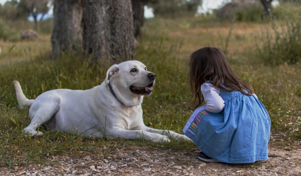 Маленькая девочка с лабрадором у дерева