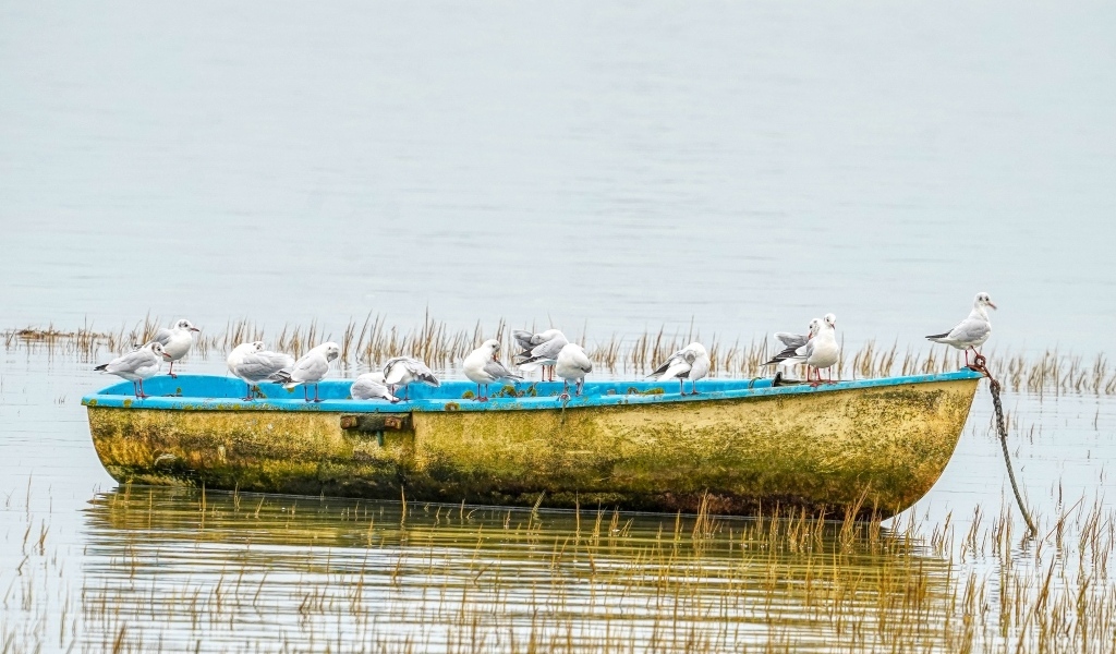 Чайки сидят на старой лодке на берегу реки