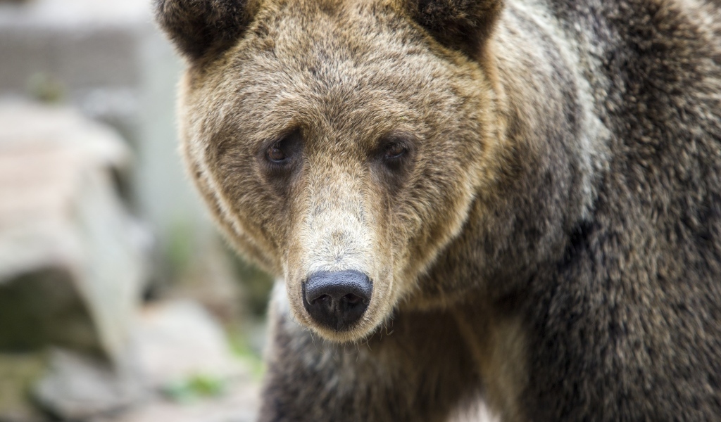 Большой бурый медведь с черным носом