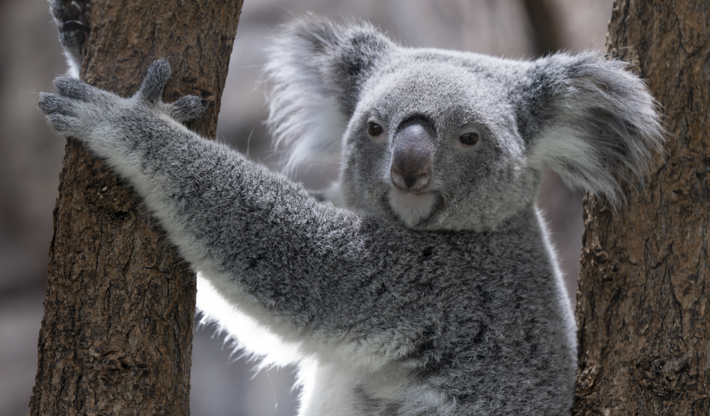 Большая коала висит на дереве