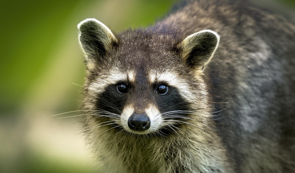 Милый енот с черным носом