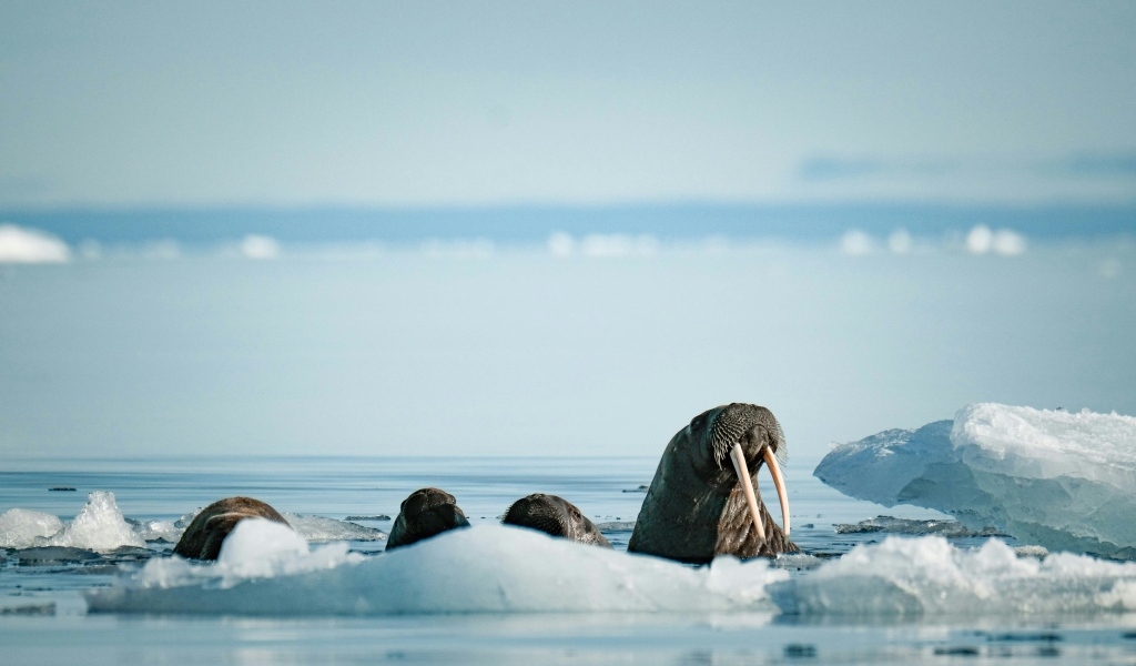 Моржи в холодной воде у льдины