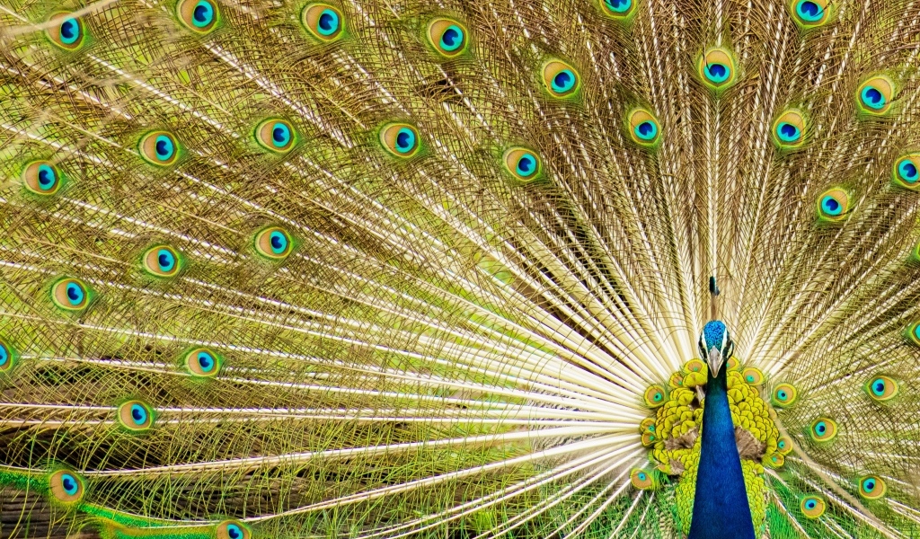 Красивый павлин расправил хвост 