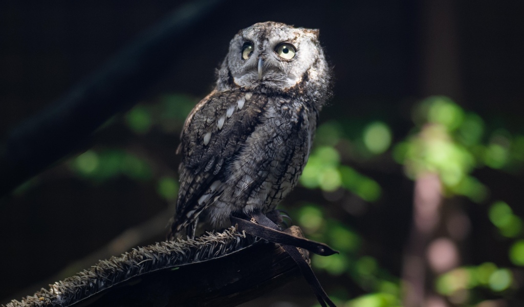 Серая сова сидит на ветке дерева в лесу