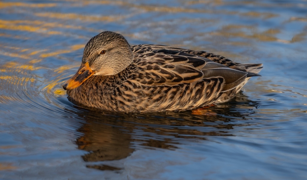 Серая дикая утка плавает в воде