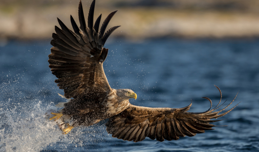 Большой орел охотится в воде