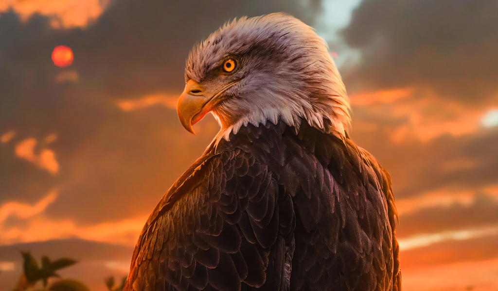 Большой хищный орел с яркими глазами