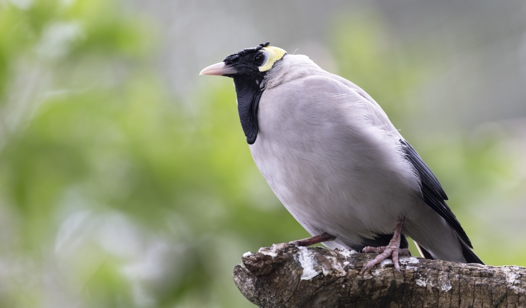 Большая серая птица сидит на ветке