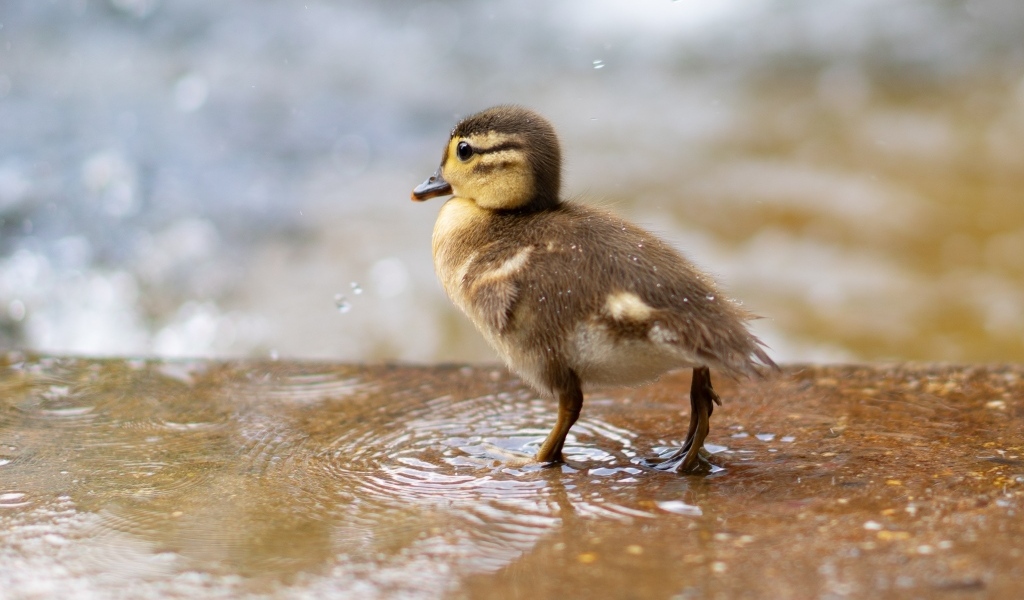 Маленький утенок стоит в луже