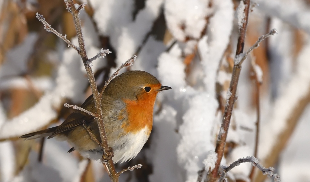 Маленькая птичка на покрытой инеем ветке