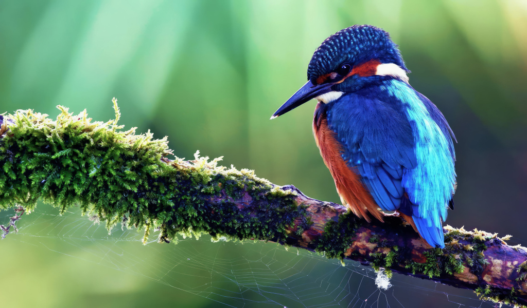 Маленькая синяя птица зимородок сидит на ветке