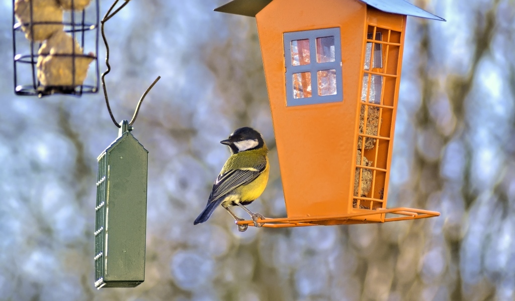 Синичка сидит на кормушке 