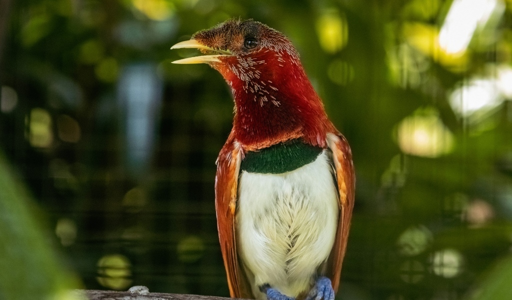 Тропическая птица сидит на ветке дерева