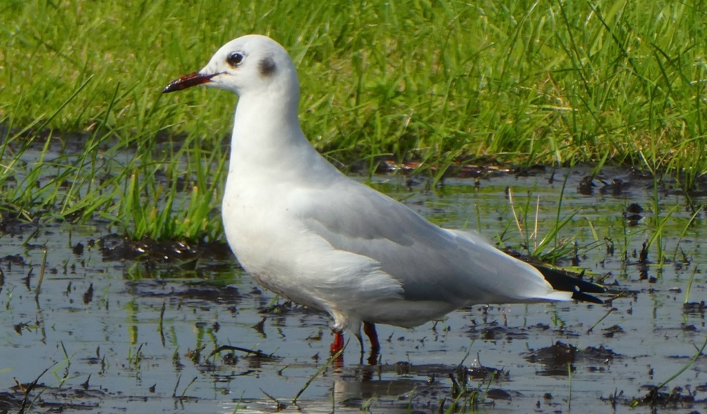 Белая чайка стоит в воде 