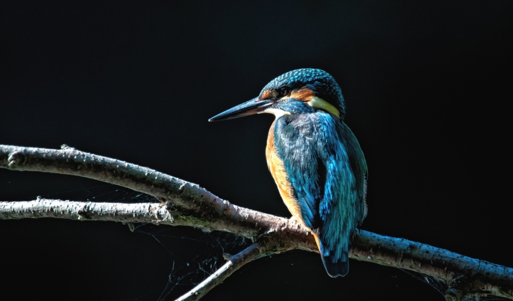 Синяя птица зимородок сидит на ветке на черном фоне