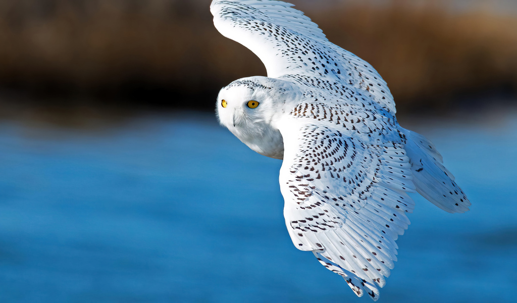 Большая белая сова летит в воздухе