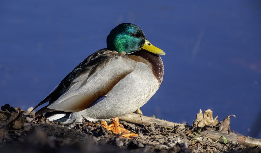 Селезень с зеленой головой у пруда
