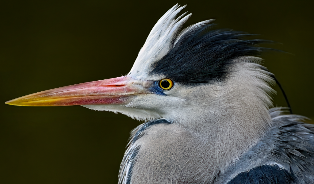 Серая цапля с острым красным клювом