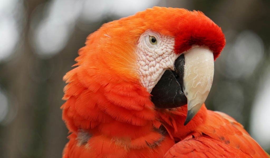 Голова красного ара в острым клювом