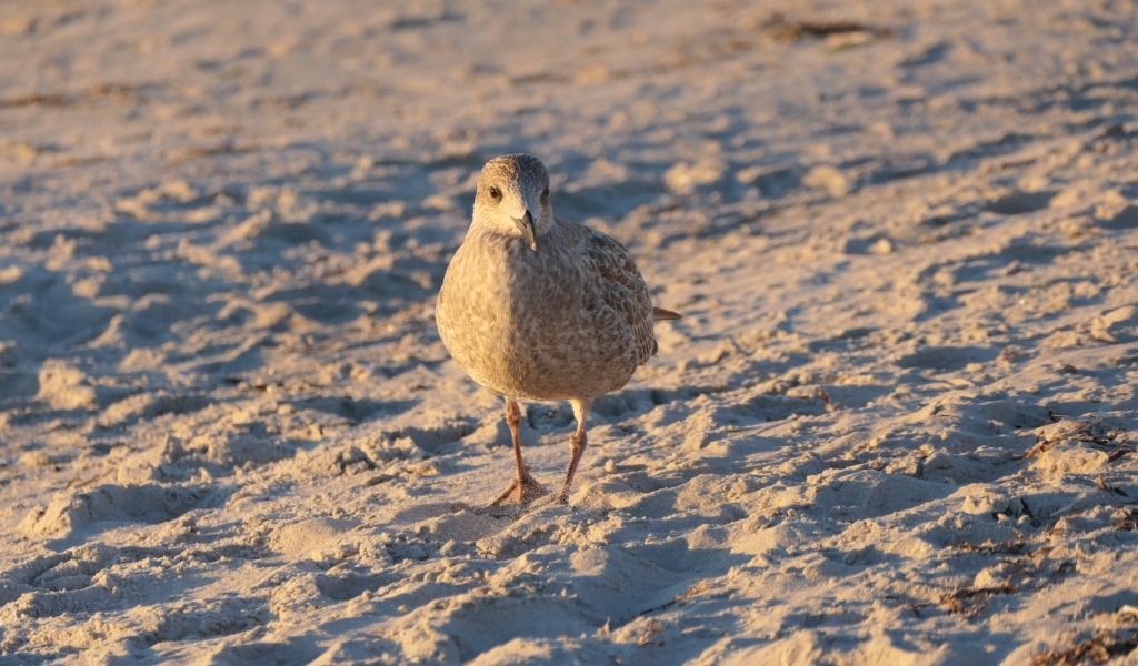 Маленькая серая птичка на песке