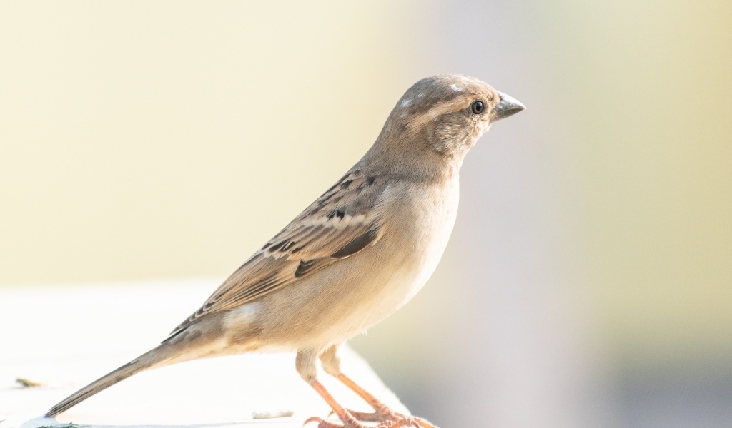 Маленький серый воробей крупным планом