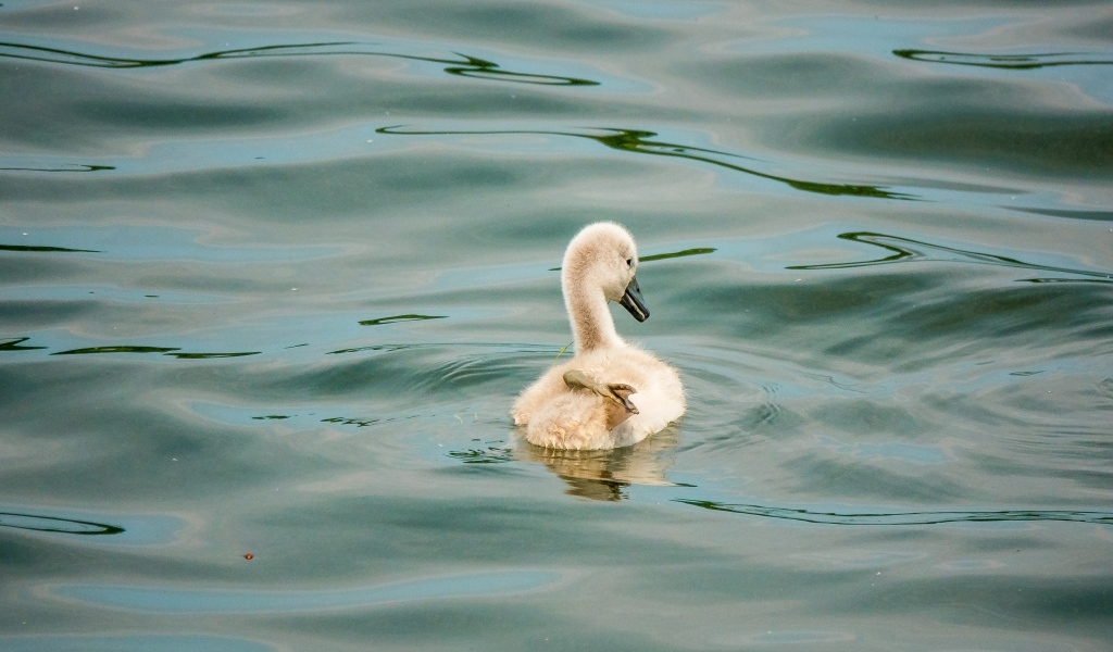 Маленький птенец лебедя в воде