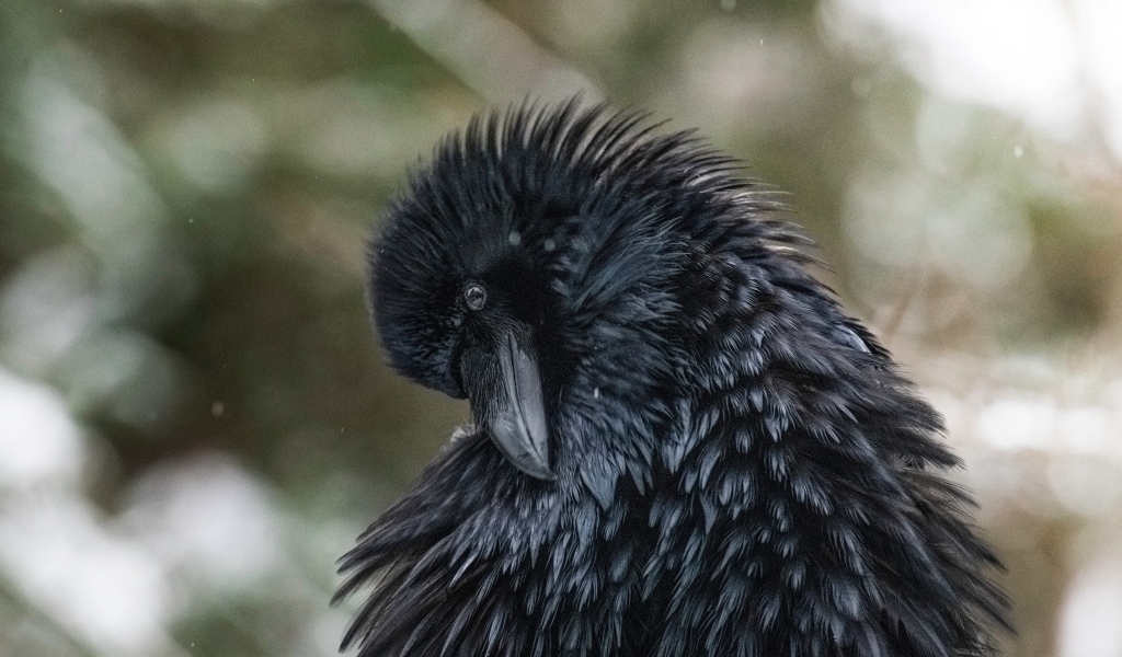 Большой черный ворон взъерошил перья