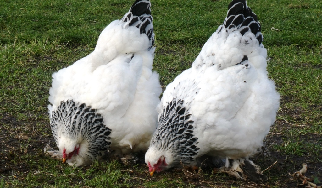 Две домашние курицы на зеленой траве