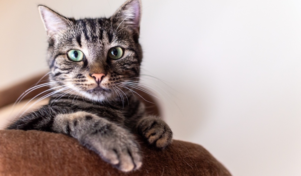 Большой серый зеленоглазый домашний кот 