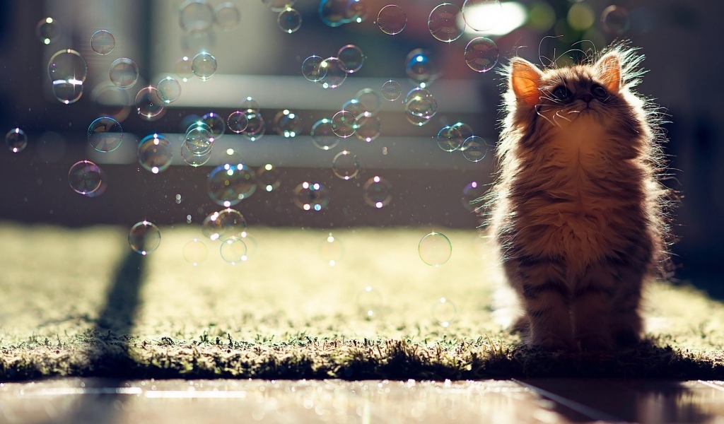 Маленький серый котенок с мыльными пузырями