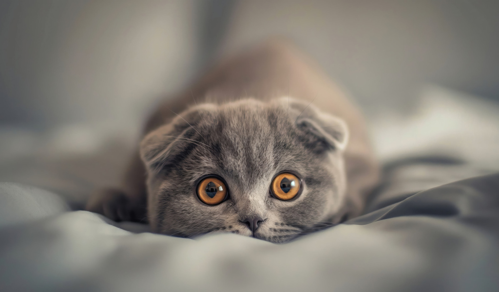 Вислоухий шотландский котенок с коричневыми глазами