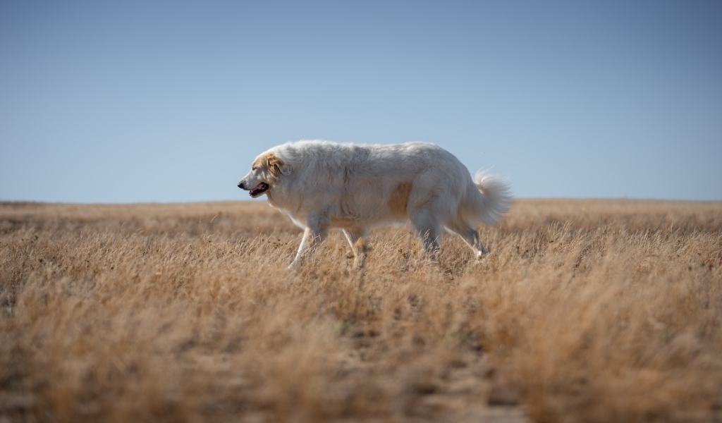 Большой старый пес идет по сухой траве