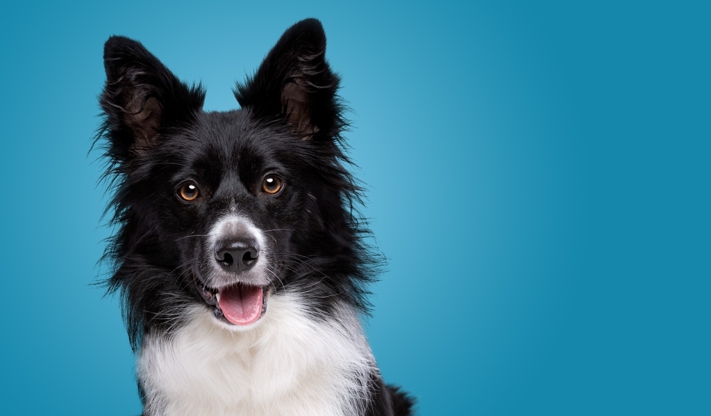 Собака породы бордер колли на голубом фоне