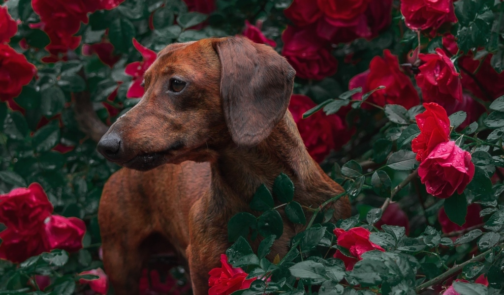 Коричневая такса в зарослях красной розы