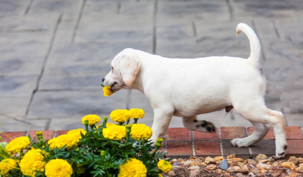 Щенок лабрадора рвет цветы на клумбе