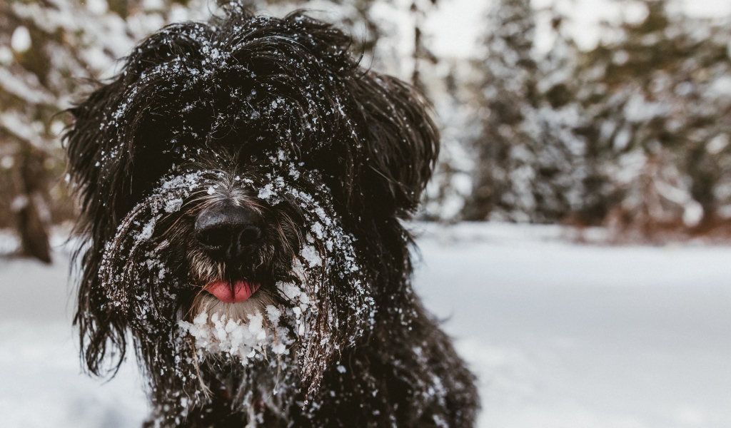Лохматый породистый пес в снегу